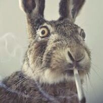 Profilbild von Alexander Gold