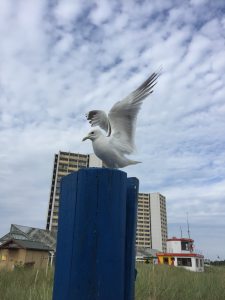 Profilbild von Anna Carmienke