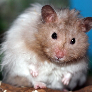 Profilbild von Annegret Wahmes