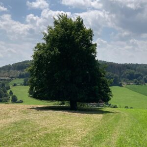 Profilbild von Astrid Berenguer
