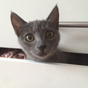 Profilbild von Bernd Hilgenboeker