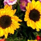 Profilbild von Bettina Sonnabend