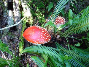 Profilbild von Carola Kässer