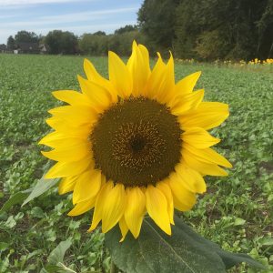 Profilbild von Christa Kattenbeck