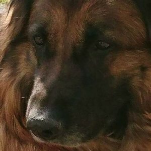 Profilbild von Christa Landwehr