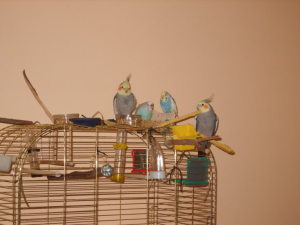 Profilbild von Denise Sap