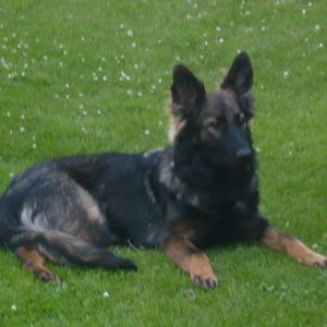 Profilbild von Dittmar Apler