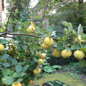 Profilbild von Elke Förster