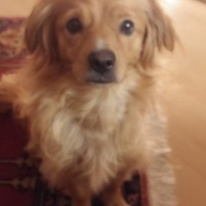 Profilbild von Elke Haupt