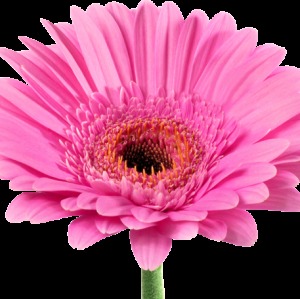 Profilbild von Elke Odermann