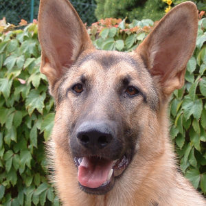 Profilbild von Frauke Wohlers-Ramke