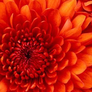 Profilbild von Gabriele Bartelt