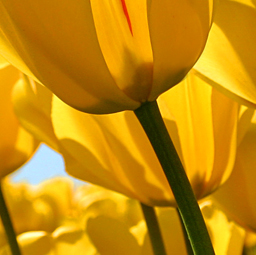 Profilbild von Gritt Schütte