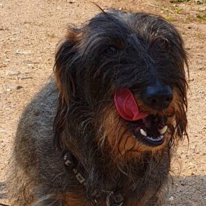 Profilbild von Hans-Peter Dick