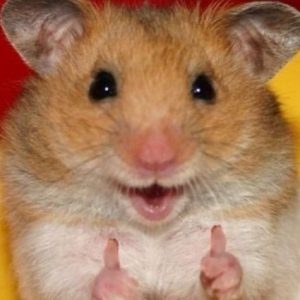 Profilbild von Hans Haus