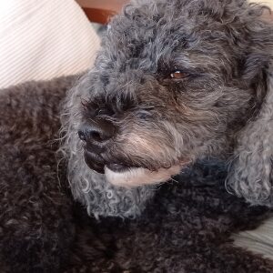 Profilbild von Heinz Mack
