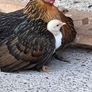 Profilbild von Helmut Herfort