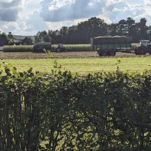 Profilbild von Leon Böggemann