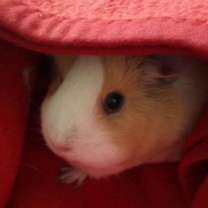 Profilbild von Linda Klausa