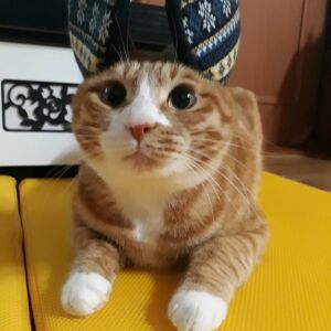Profilbild von Lucienne Fischer