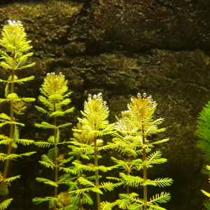 Profilbild von Marc Twain