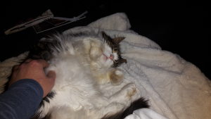 Profilbild von Marco Schimron