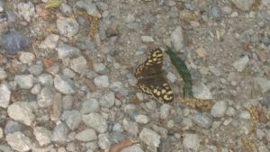 Profilbild von Nicole Rolfes