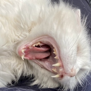 Profilbild von Pet Ell