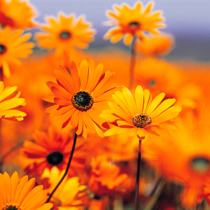 Profilbild von Peter Buhk