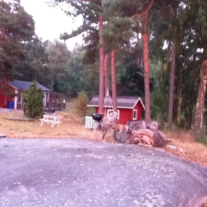 Profilbild von Petra Gagern