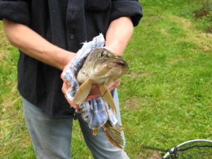 Profilbild von Pierre Szczygiel