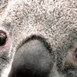 Profilbild von Rainer Lukas