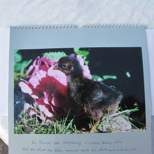 Profilbild von Renate Lemmer