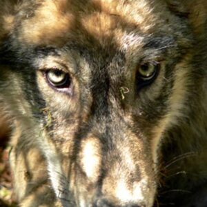 Profilbild von Rone Berghaus