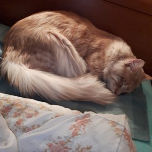 Profilbild von Rosemarie Donhauser