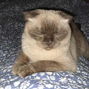 Profilbild von Siegfried Gering