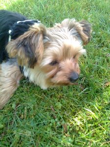 Profilbild von Sonja Levigion