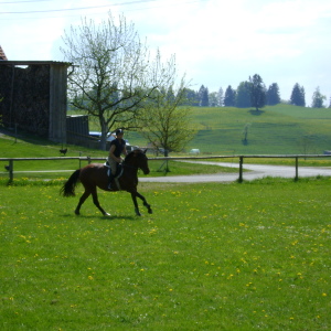 Profilbild von Susanne Lang