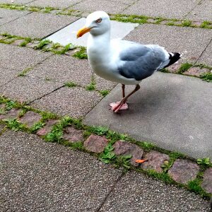 Profilbild von Sylvia Karich