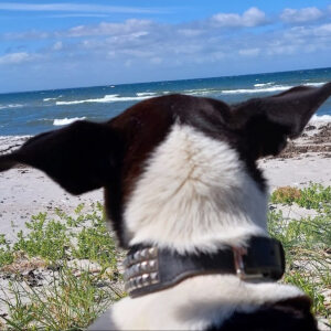 Profilbild von Sylvia Pichert