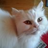 Profilbild von Tante Frieda