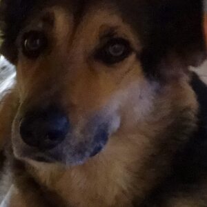 Profilbild von Uwe Staar