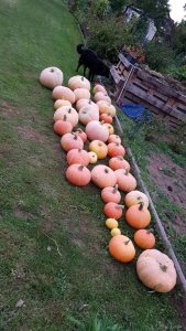 Profilbild von Viola Stennulat