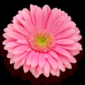 Profilbild von Wilma Meier