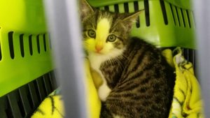 Profilbild von Wolfgang Rutsche