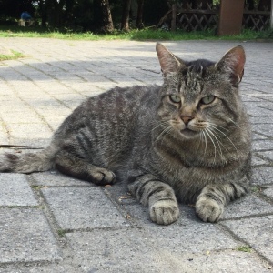 Profilbild von Yeliz Sever
